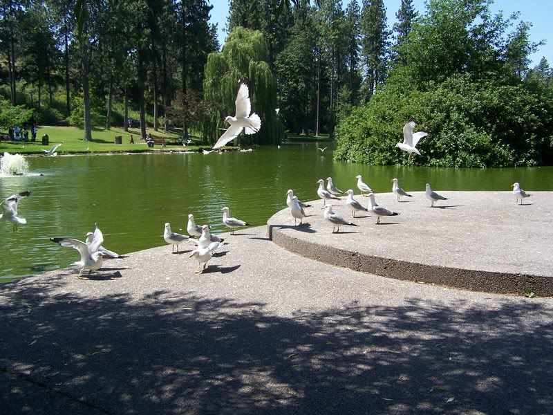 lateJuneandJuly2006119.jpg Look at the flying Seagulls image thompsonspo