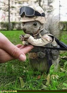 squirrel_soldier.jpg