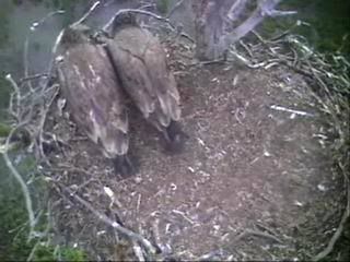 Barton's Cove eaglets