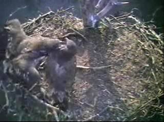 Bartons Cove eaglets