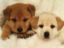 \" cute puppies \" Pictures, Images and Photos