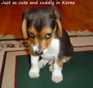 Cute Dog Korea