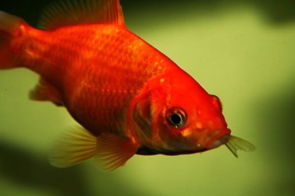 my goldfish