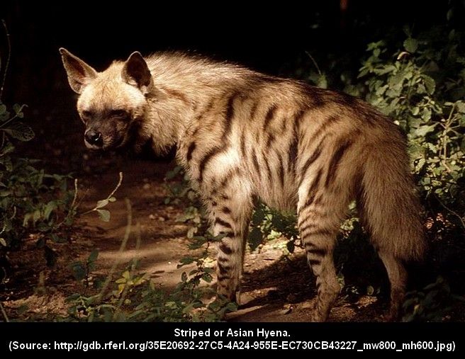 Asian Hyena