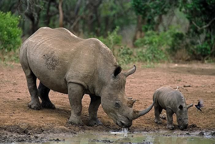 Black Rhino Feeding