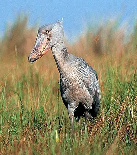 shoebill1.jpg