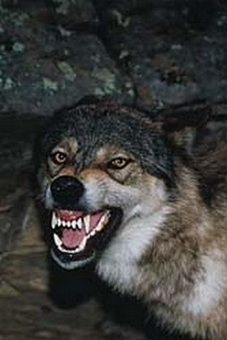 Frankin-wolf Huge Hybrid Wolves Terrorize American Midwest 