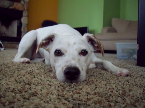 Jack Russel Terrier ?? - Goats