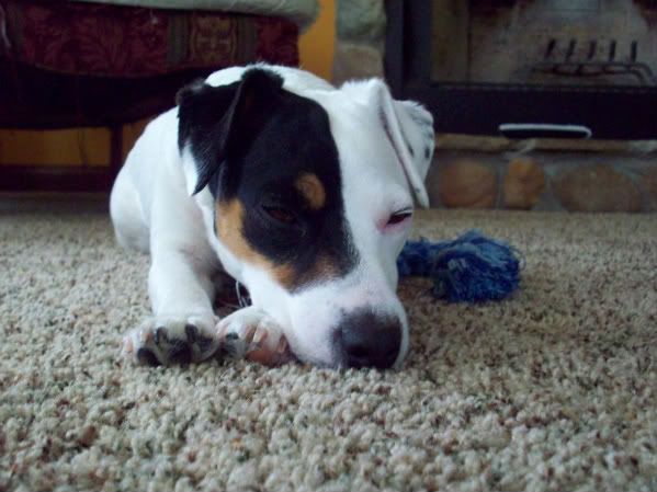 Jack Russel Terrier ?? - Goats