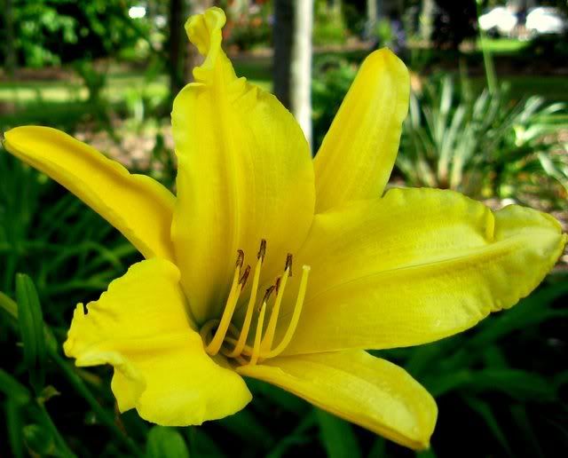 Golden Lily