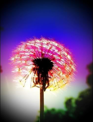 Dandilion Pictures, Images and Photos