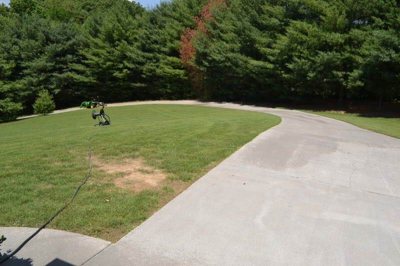 White pine trees keep dying.....