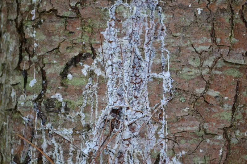 White pine trees keep dying.....