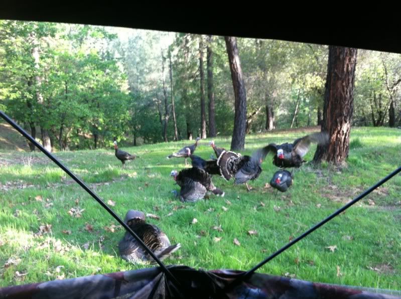 DSD Decoys Page 2 Archery Talk Forum