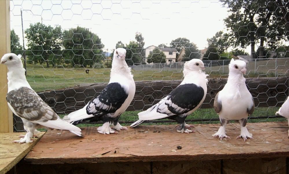 Pictures PigeonTalk