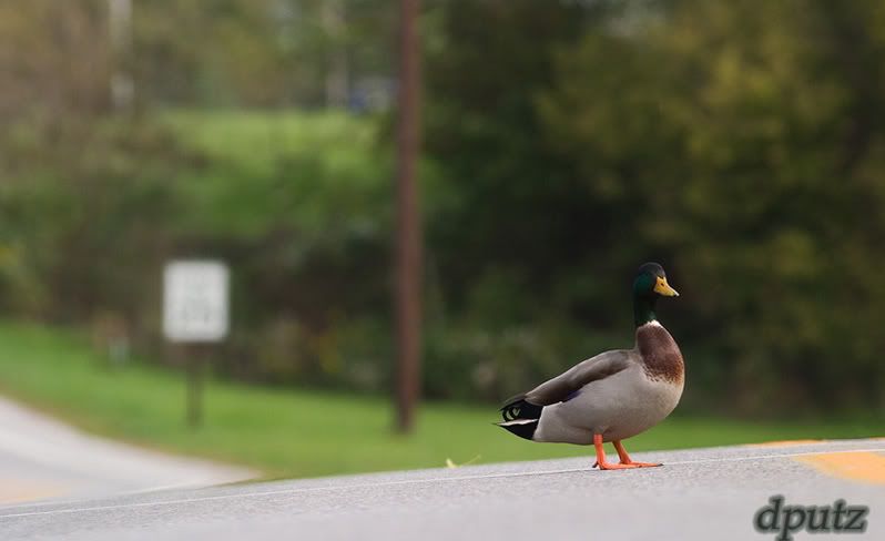 IMAGE: http://i104.photobucket.com/albums/m172/dputz1/CRW_23853.jpg