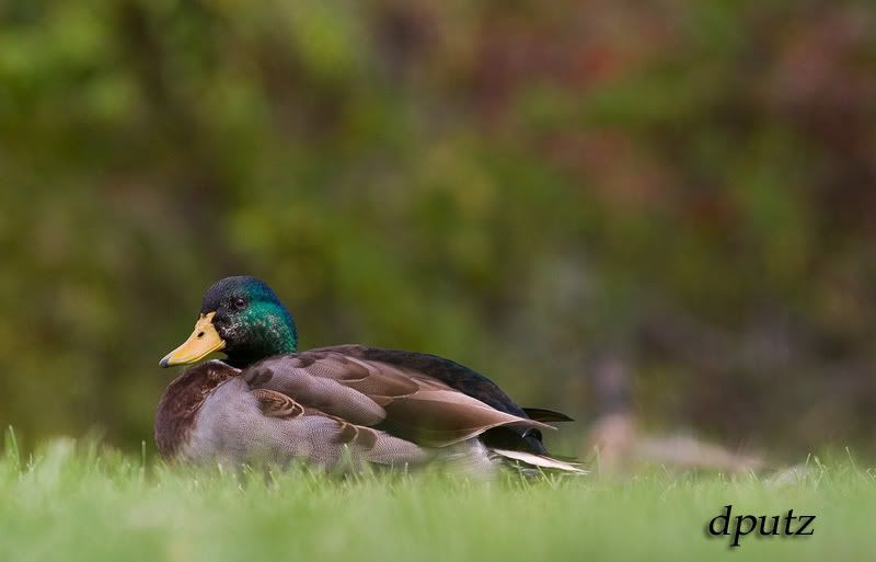 IMAGE: http://i104.photobucket.com/albums/m172/dputz1/CRW_23858.jpg