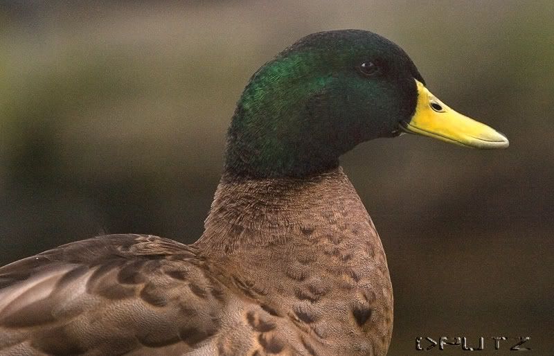 IMAGE: http://i104.photobucket.com/albums/m172/dputz1/CRW_5580.jpg