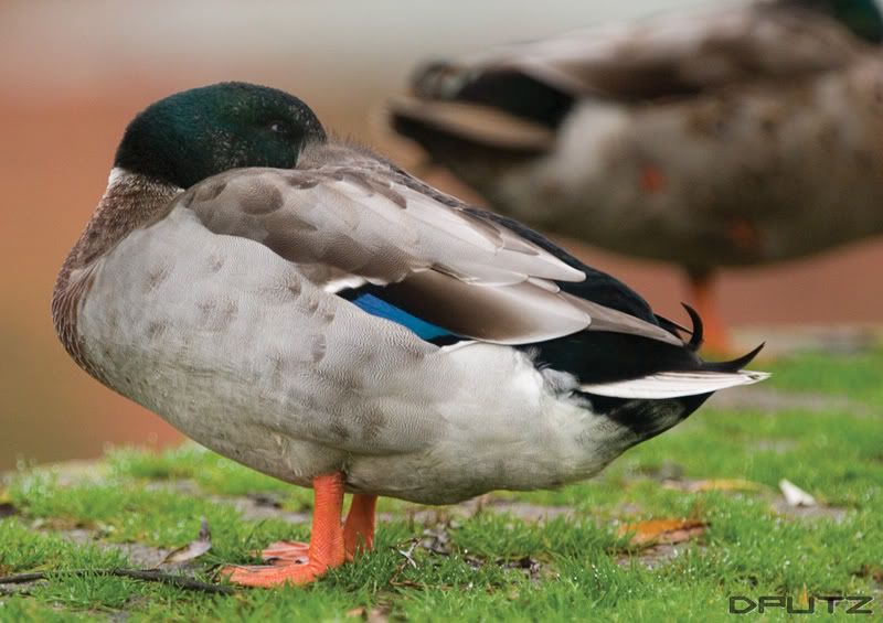 IMAGE: http://i104.photobucket.com/albums/m172/dputz1/CRW_5581.jpg