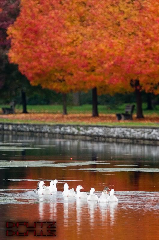 IMAGE: http://i104.photobucket.com/albums/m172/dputz1/CRW_5589.jpg