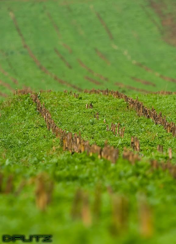 IMAGE: http://i104.photobucket.com/albums/m172/dputz1/CRW_5602.jpg