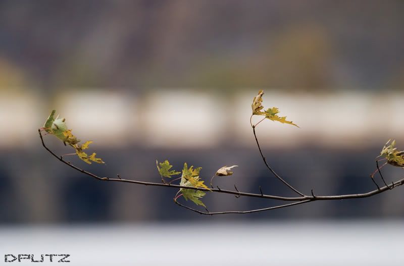 IMAGE: http://i104.photobucket.com/albums/m172/dputz1/CRW_5643.jpg