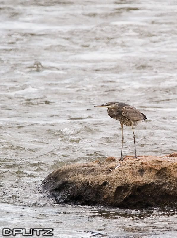 IMAGE: http://i104.photobucket.com/albums/m172/dputz1/CRW_5660.jpg