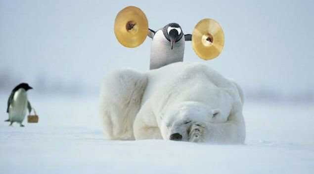 Bear Polar Penguin