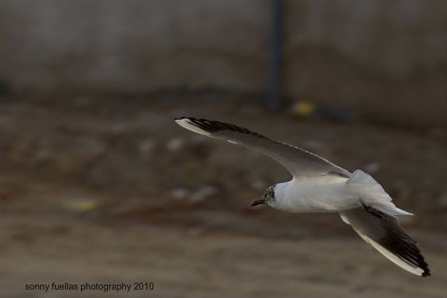 IMAGE: http://i104.photobucket.com/albums/m172/sboy_24/bird2.jpg