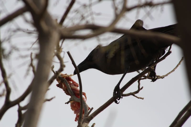 IMAGE: http://i104.photobucket.com/albums/m172/sboy_24/crow.jpg