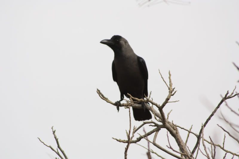 IMAGE: http://i104.photobucket.com/albums/m172/sboy_24/crow2.jpg