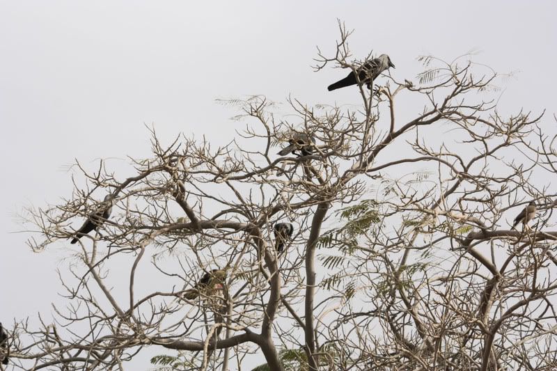 IMAGE: http://i104.photobucket.com/albums/m172/sboy_24/crows.jpg