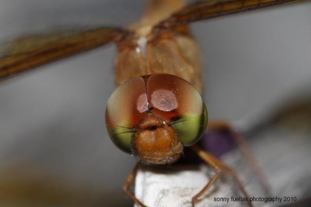 IMAGE: http://i104.photobucket.com/albums/m172/sboy_24/dragonfly.jpg