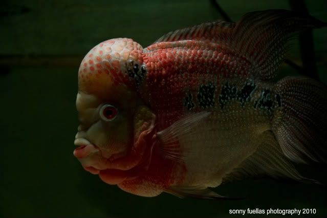 IMAGE: http://i104.photobucket.com/albums/m172/sboy_24/samak2-1.jpg