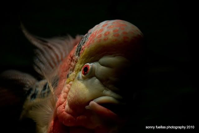 IMAGE: http://i104.photobucket.com/albums/m172/sboy_24/samak4.jpg