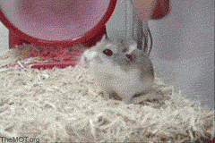 hamster running photo: running hamster 20070515.gif