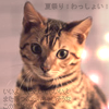 Neko Neko