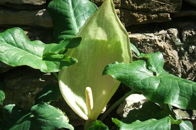 Arum1april2008.jpg