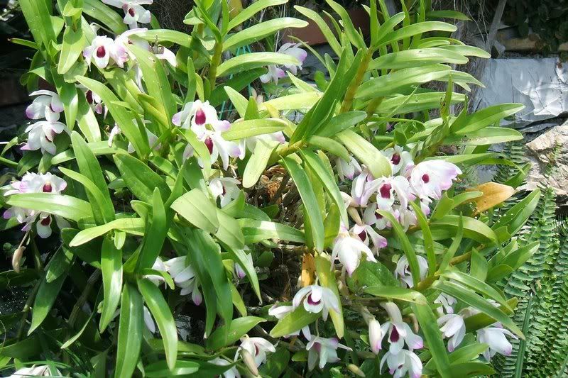 Dendrobtolk3may2308.jpg