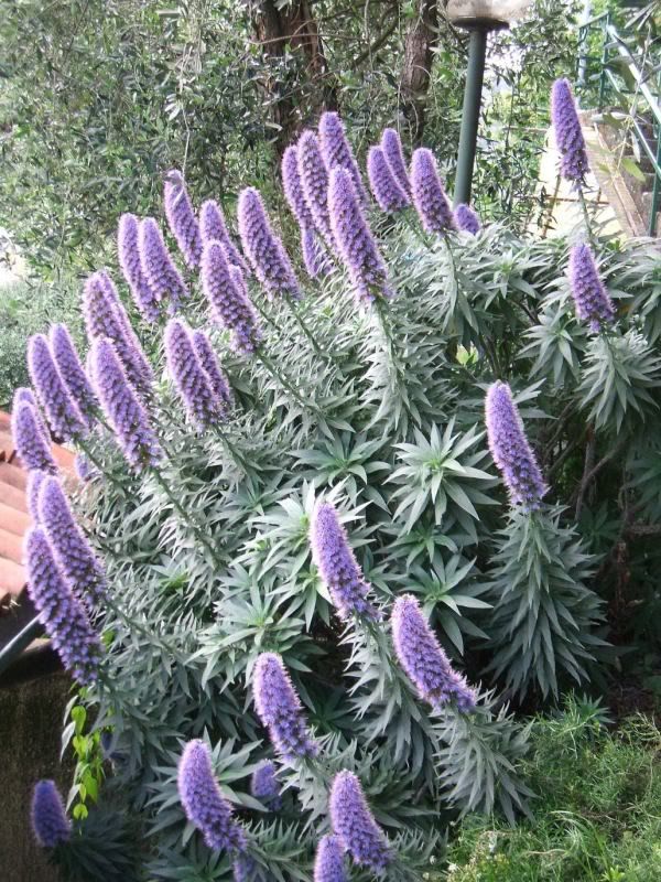 Echium201011.jpg