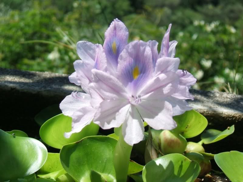 Eichornia20092.jpg
