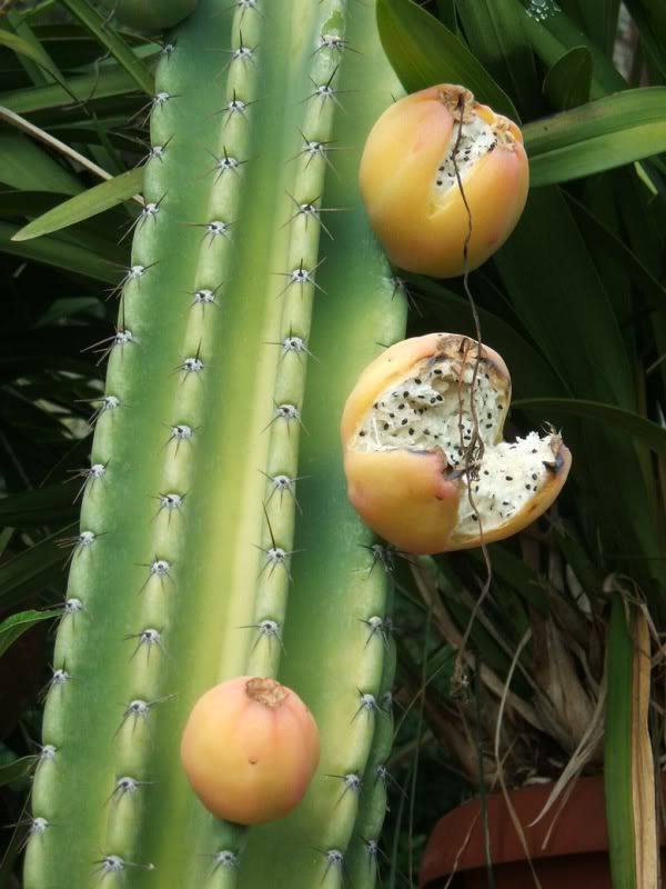 Frutticereus5.jpg