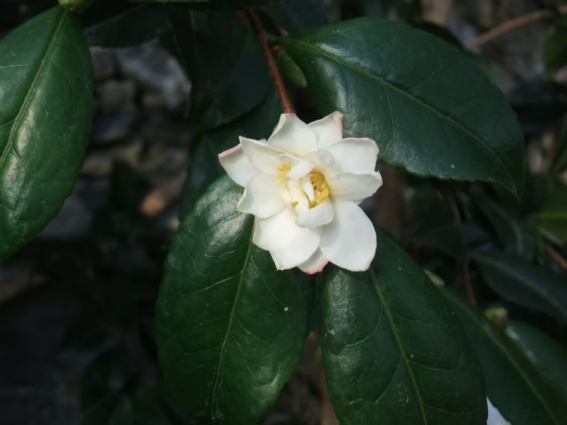 1stcamelliaaug1520111B.jpg