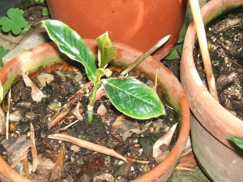 Camamplexicaulis1B.jpg