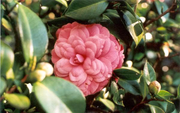 Rosea.jpg