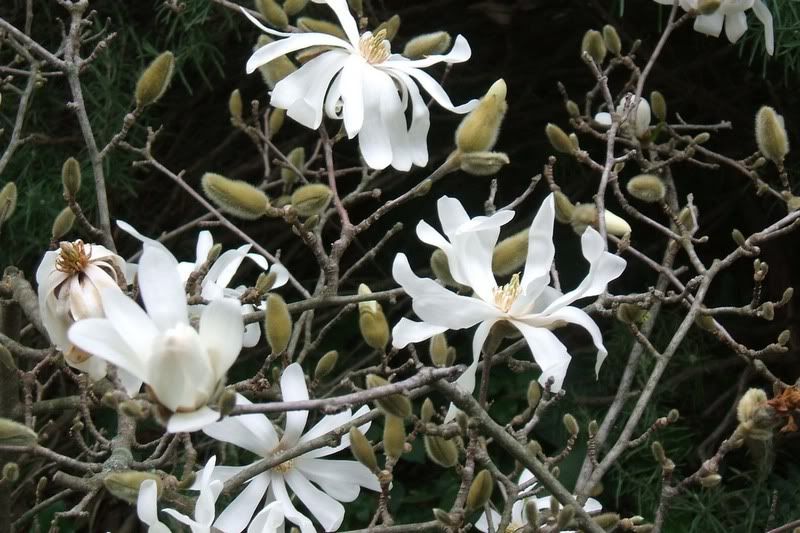 Magnoliastellatafebr1808A.jpg