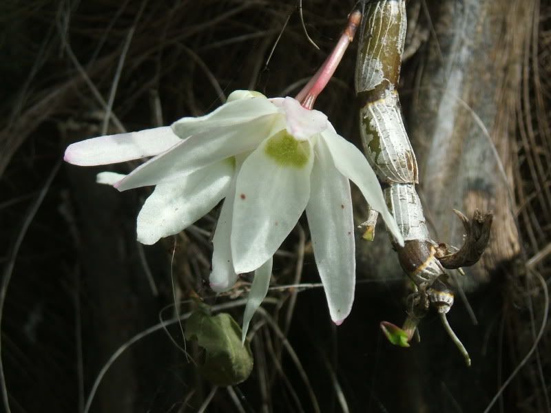 Dendrobmonile14052010002.jpg