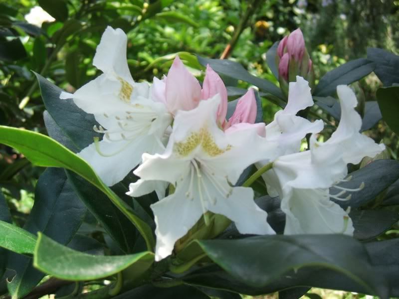 RhododendronCunninghamsWhite20112B.jpg