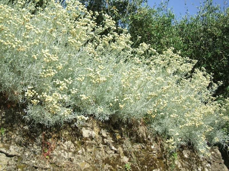 Siepediartemisia.jpg