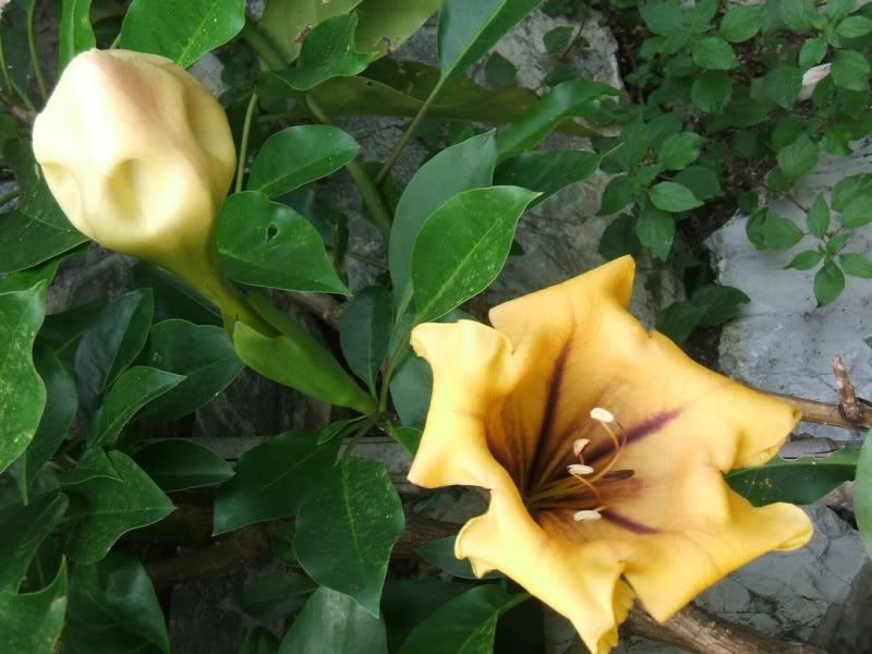 Solandra070620101.jpg